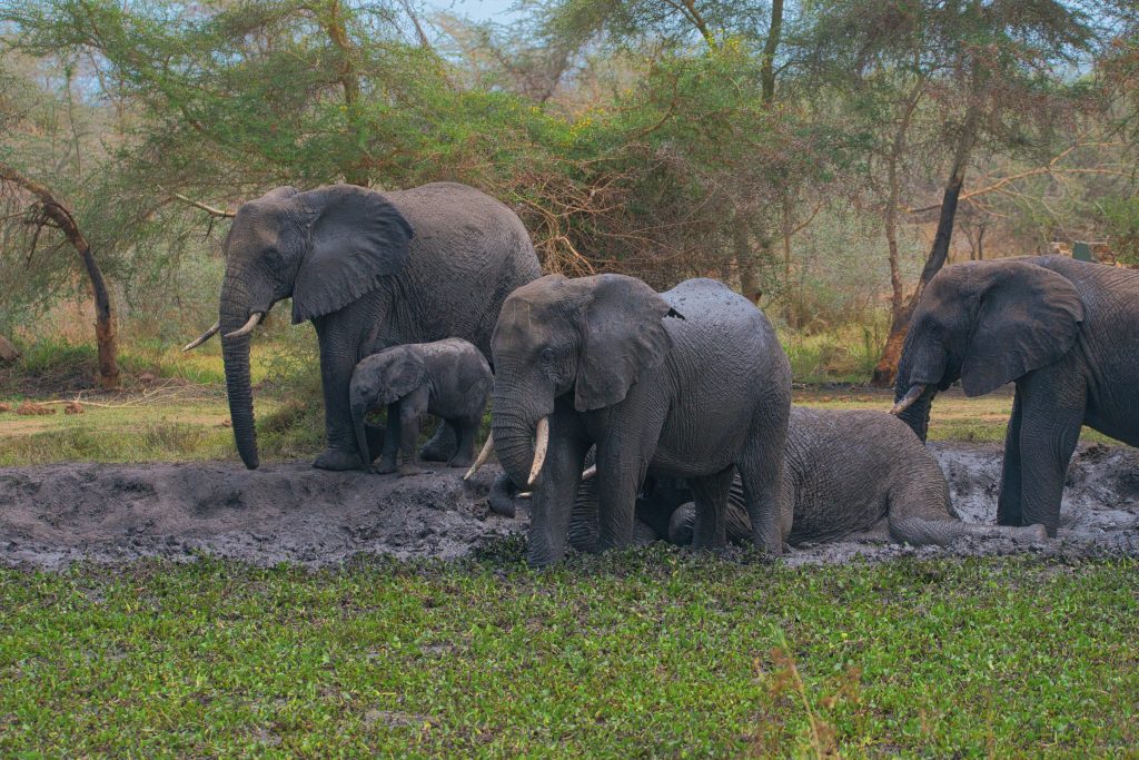 A Day in the Life of a Wildlife Filmmaker