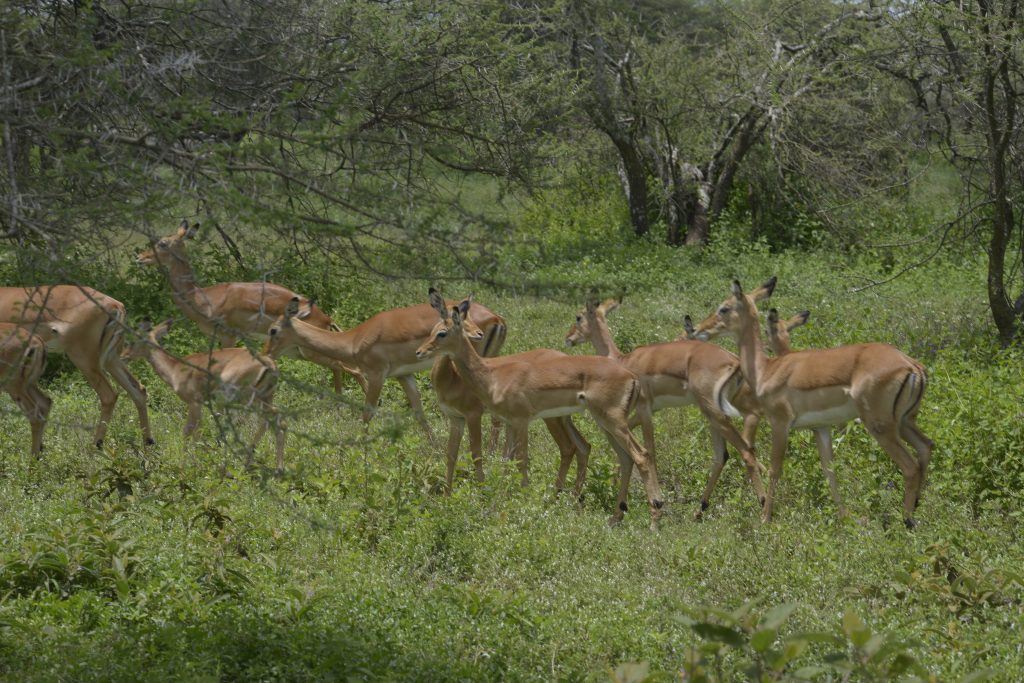 The Connection Between Culture and Nature in Tanzania